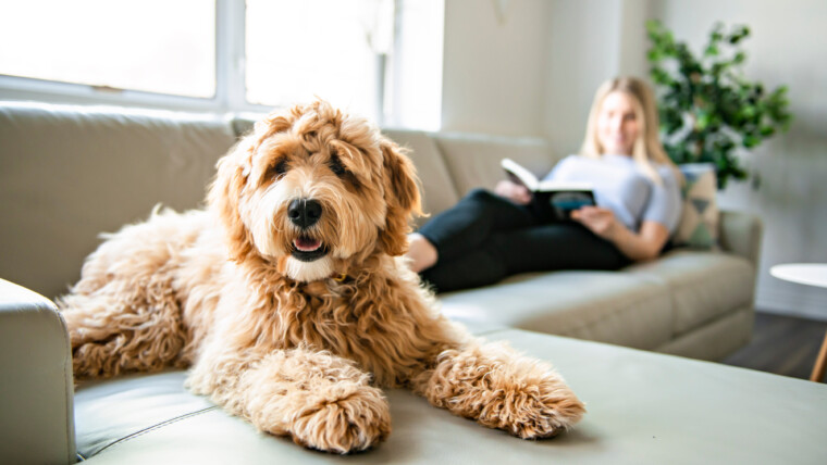 A woman with his Golden Labradoodle dog at home