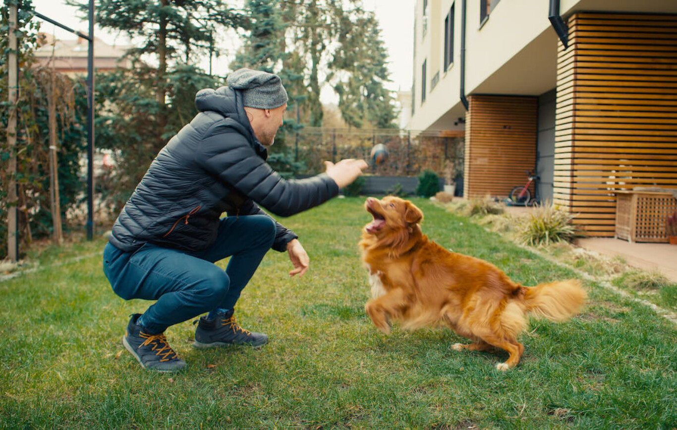 So wird der Garten hundesicher: Tipps fr ein tierfreundliches Zuhause   Tierio.de Blog