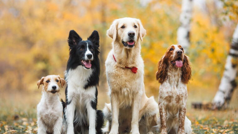 Vier Hunde unterschiedlicher Rassen sitzen nebeneinander im herbstlichen Park.