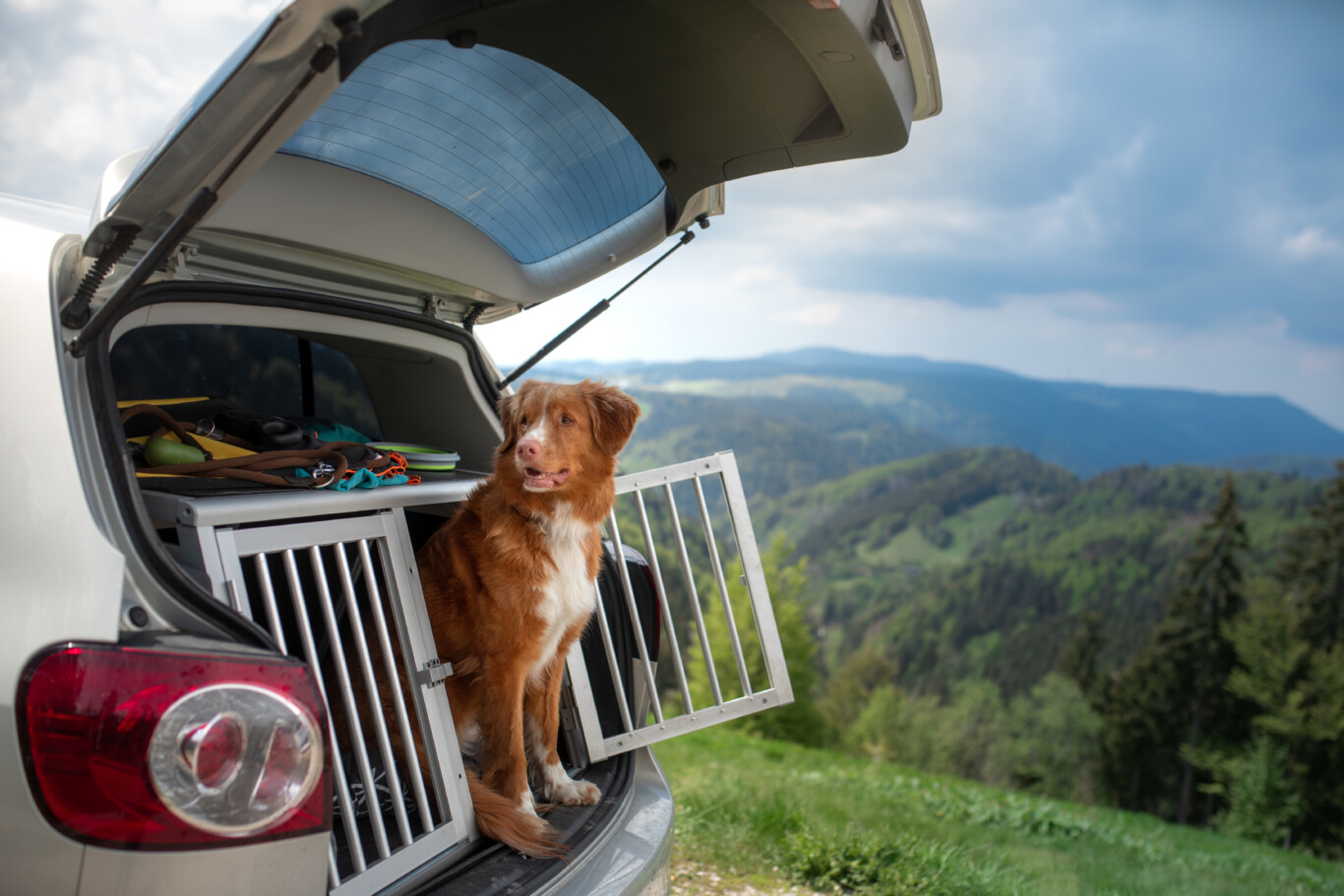 Hund sitzt in geöffneter Transportbox im Kofferraum eines Autos mit Blick auf eine grüne Berglandschaft – sicherer Autotransport mit Panorama-Aussicht.