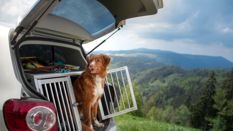 Hund sitzt in geöffneter Transportbox im Kofferraum eines Autos mit Blick auf eine grüne Berglandschaft – sicherer Autotransport mit Panorama-Aussicht.